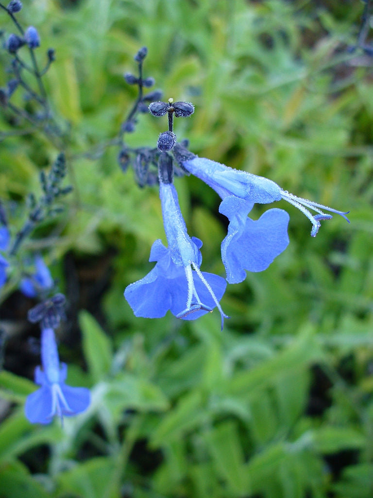Salvia sagittata --Arrowleaf Sage--