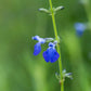 Salvia reptans --Slenderleaf Sage--