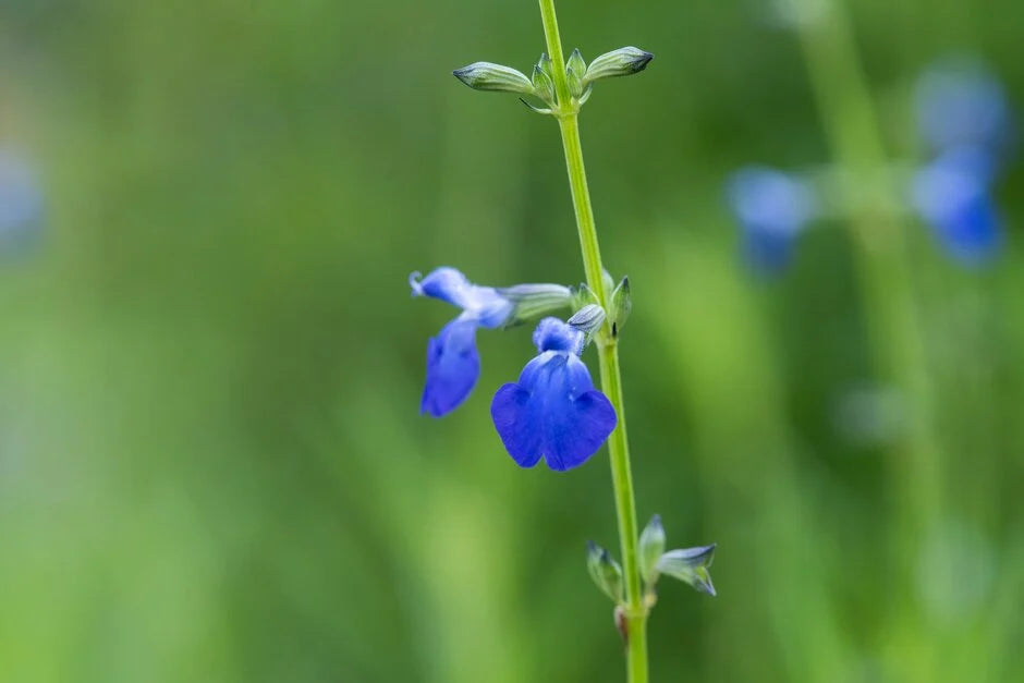 Salvia reptans --Slenderleaf Sage--