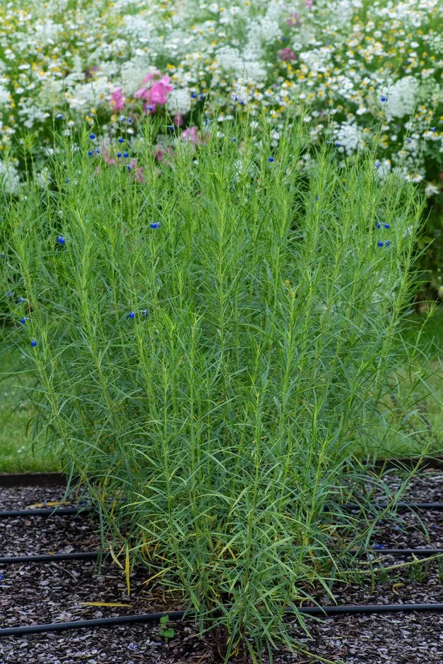 Salvia reptans --Slenderleaf Sage--
