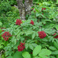 ELDERBERRY 'Red' --Sambucus racemosa--