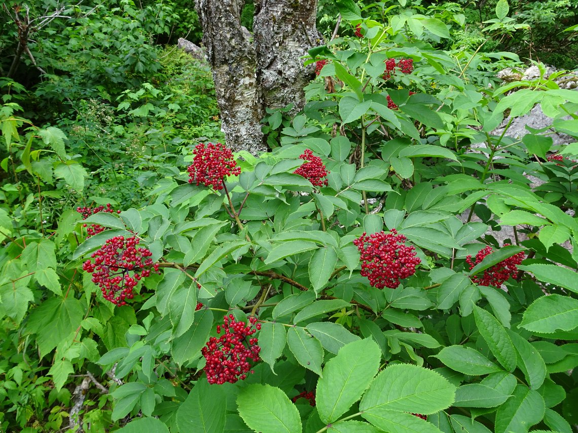 ELDERBERRY 'Red' --Sambucus racemosa--