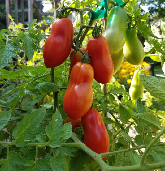 TOMATO 'San Marzano Paste'