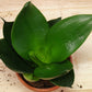 Sansevieria trifasciata --Jade Dwarf Snake Plant--