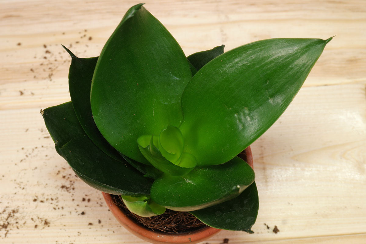 Sansevieria trifasciata --Jade Dwarf Snake Plant--