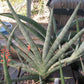 Sansevieria suffruticosa --Frosty Spears Snake Plant--