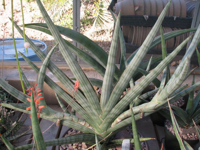 Sansevieria suffruticosa --Frosty Spears Snake Plant--