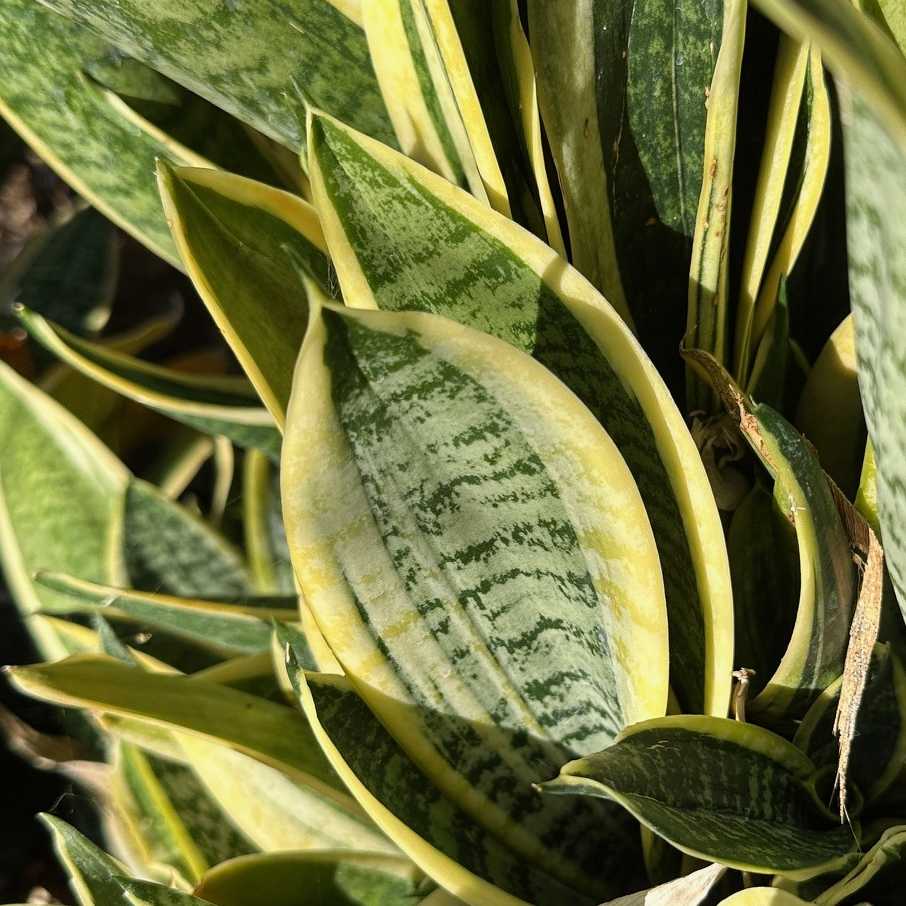 Sansevieria trifasciata --Pagoda Yellow Variegated Snake Plant--