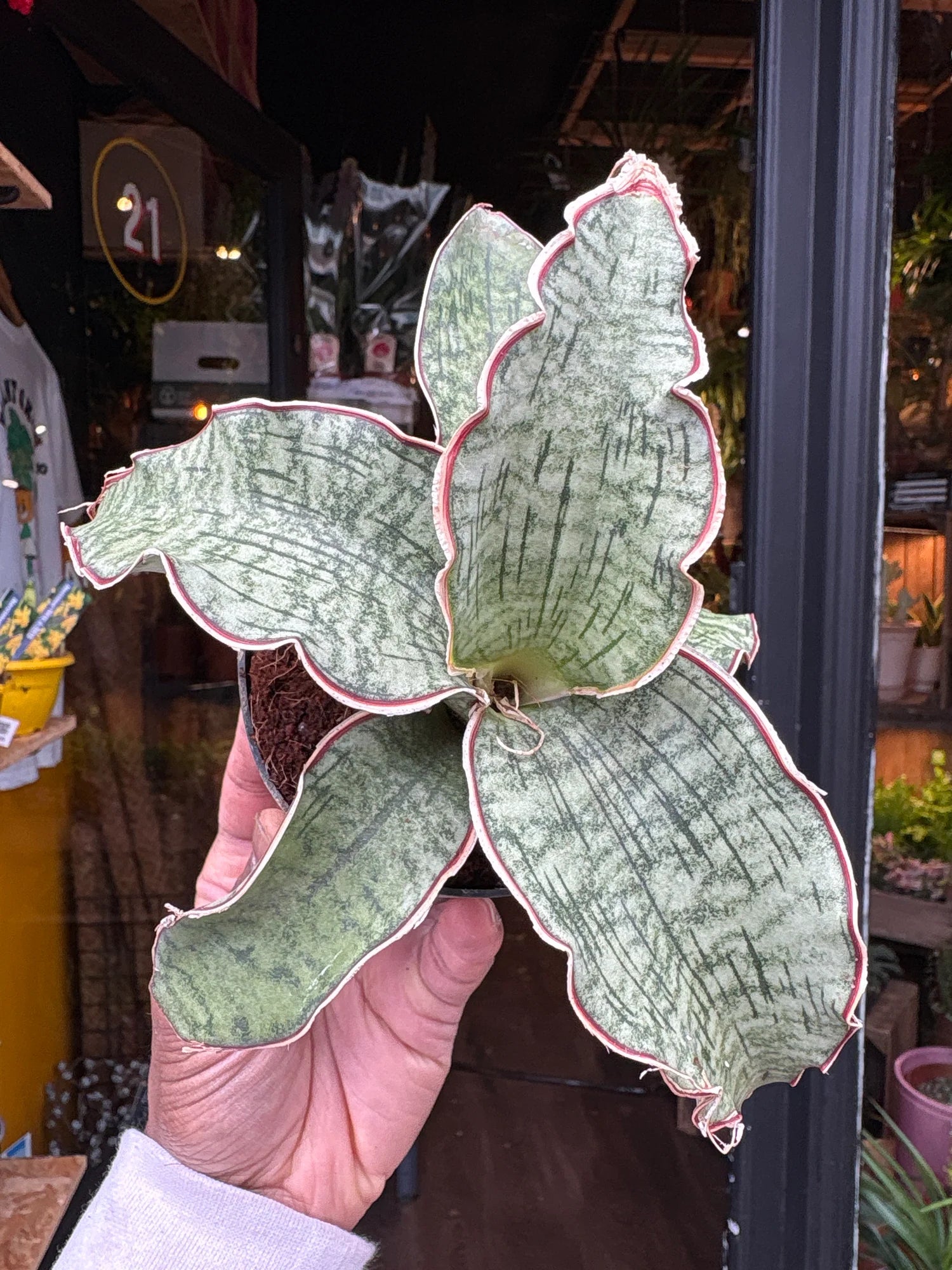 sansevieria zebrina Sansevieria kirkii --Silver Blue Snake Plant--