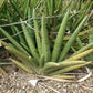 Sansevieria cylindrica 'Boncel' --Starfish Snake Plant--