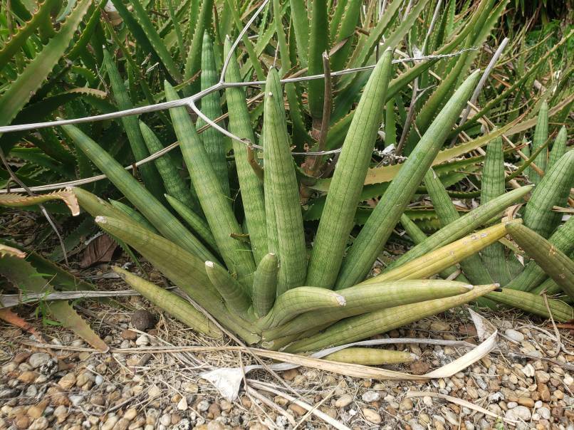 cy snake plant Sansevieria cylindrica 'Boncel' --Starfish Snake Plant