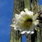 Trichocereus peruvianus --Peruvian Torch Cactus--