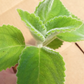 LEMON LEAF --Plectranthus bellus 'Mount Carbine'--