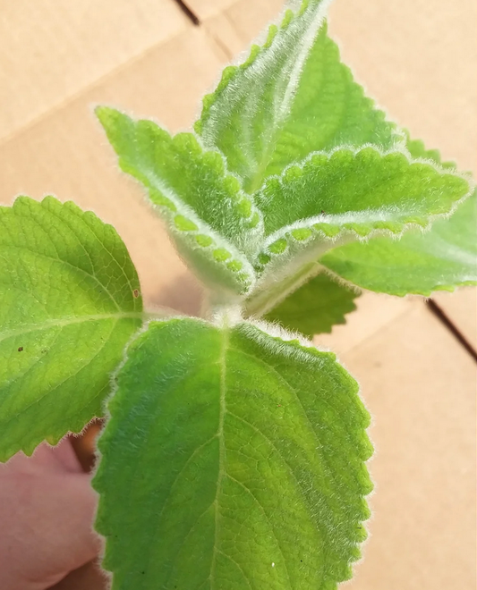 LEMON LEAF --Plectranthus bellus 'Mount Carbine'--