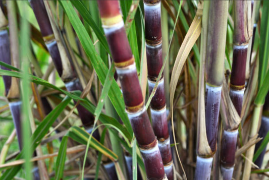 SUGAR CANE --Saccharum officinarum--