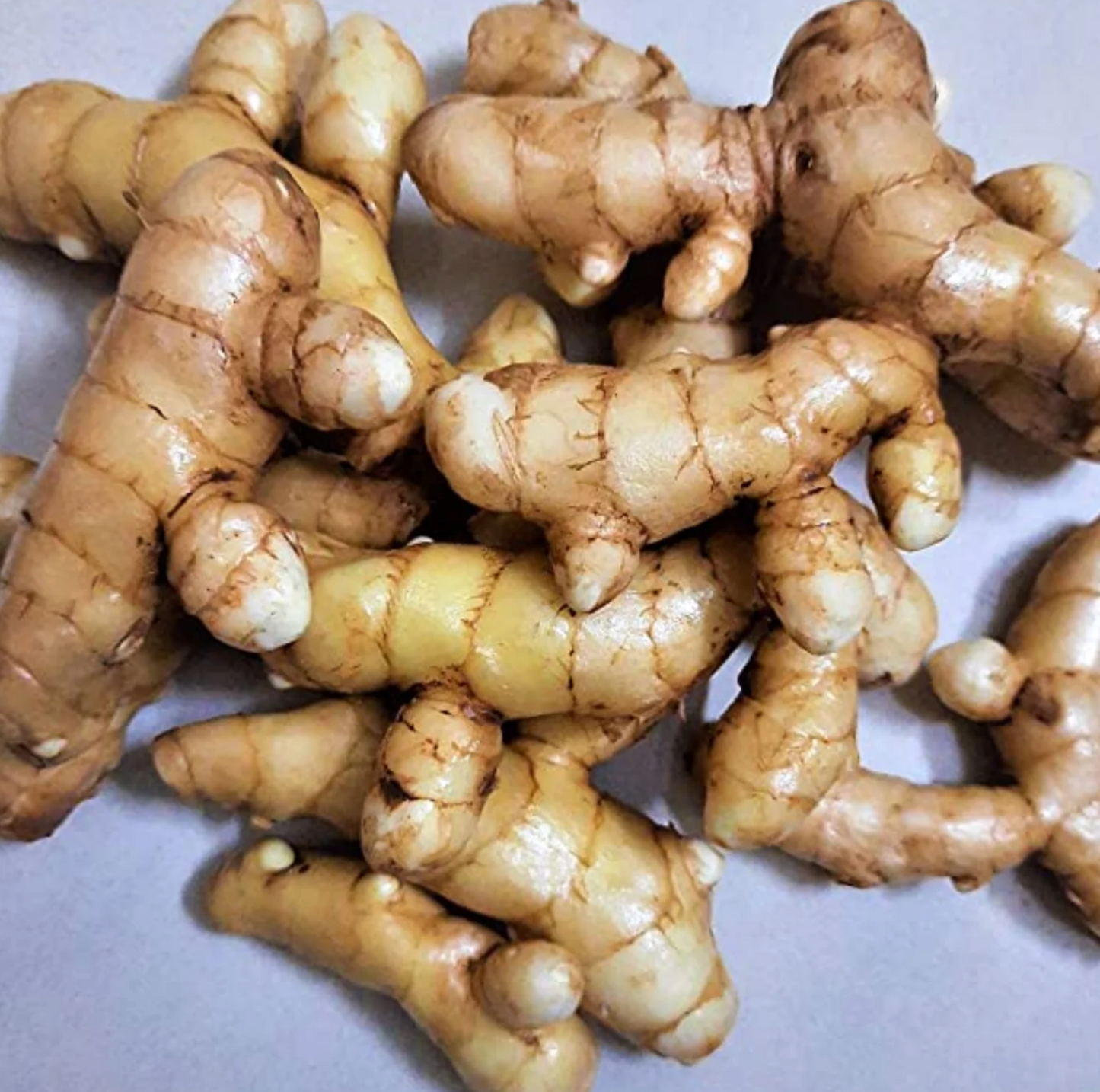 GINGER 'Mango' --Curcuma amada--