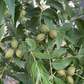 PECAN 'Hirishi' --Carya illinoinensis--