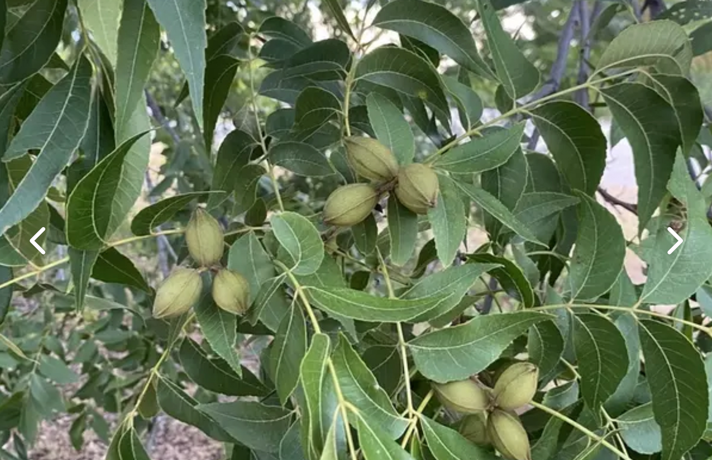 PECAN 'Hirishi' --Carya illinoinensis--