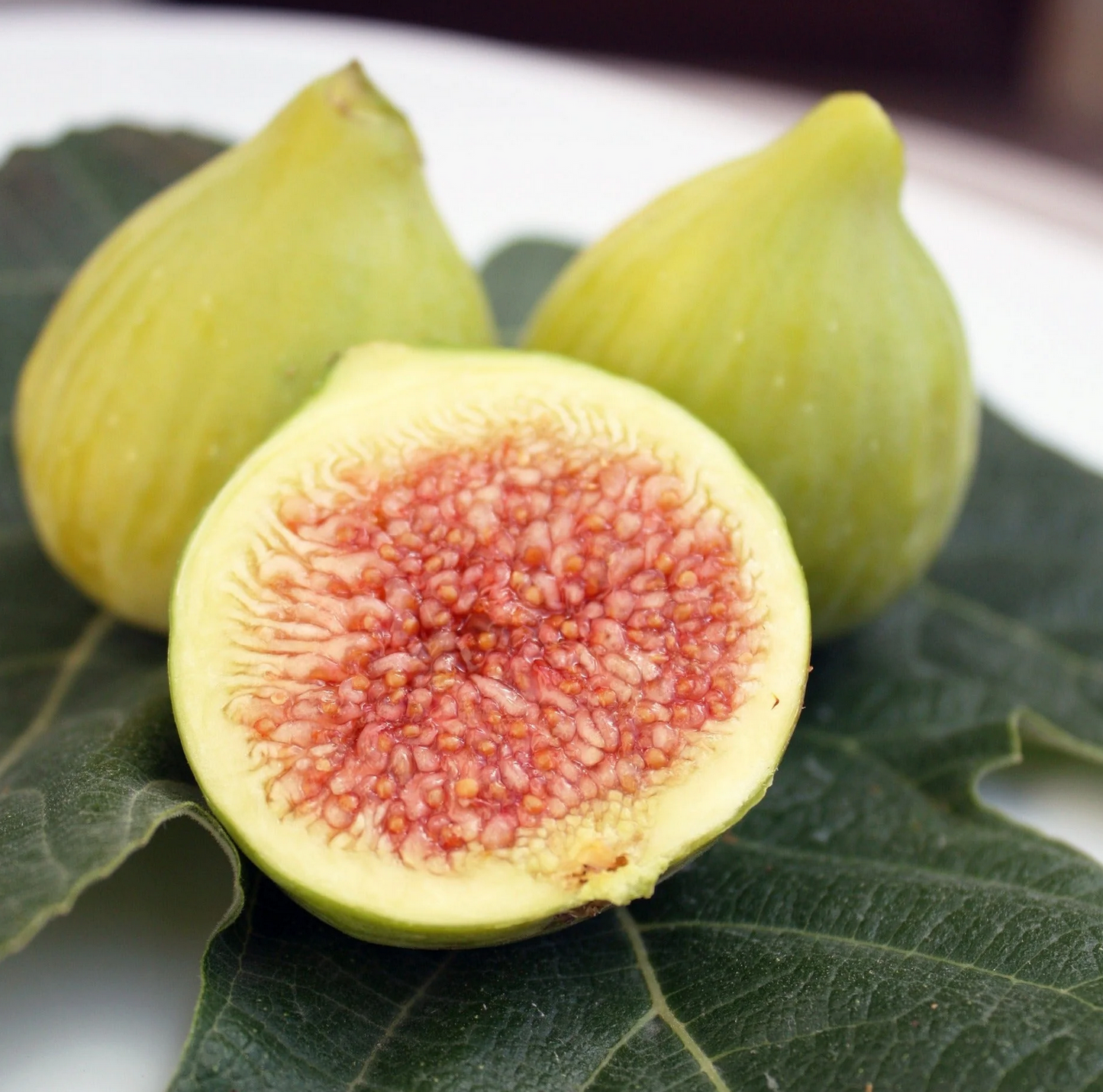 FIG 'Atreano' --Ficus carica--