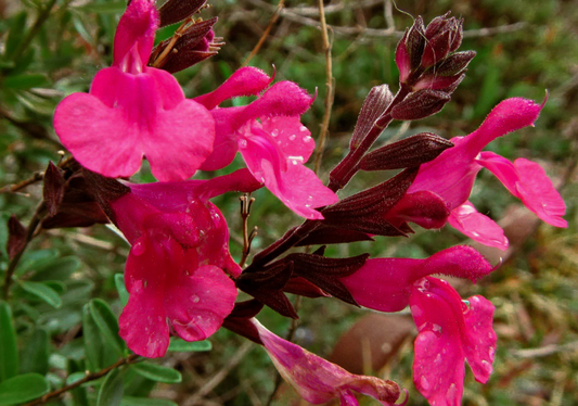 Salvia greggii --Lipstick Autumn Sage--