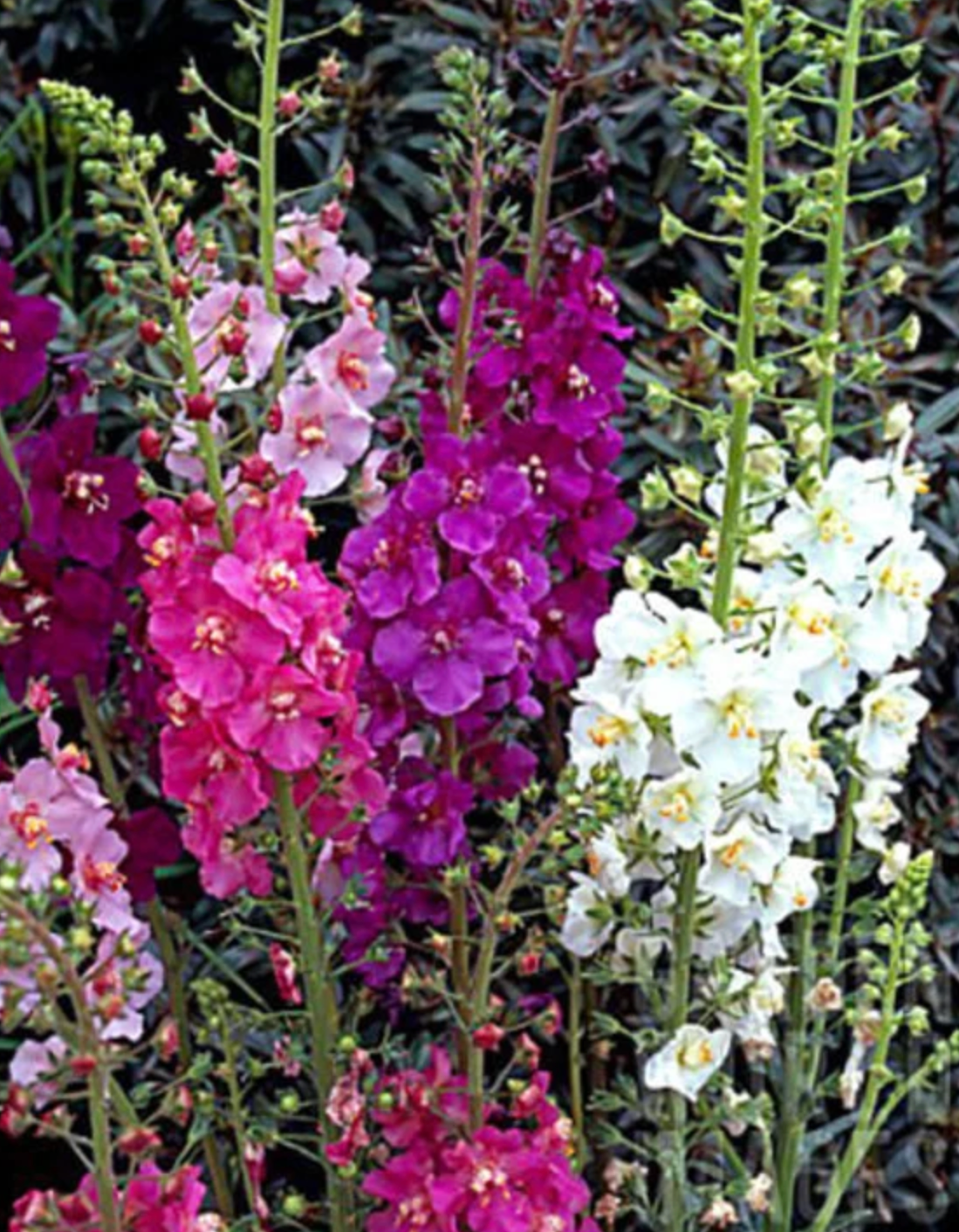 MULLEIN 'Purple' --Verbascum phoeniceum--