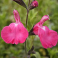 Salvia microphylla --Wild Watermelon Sage--