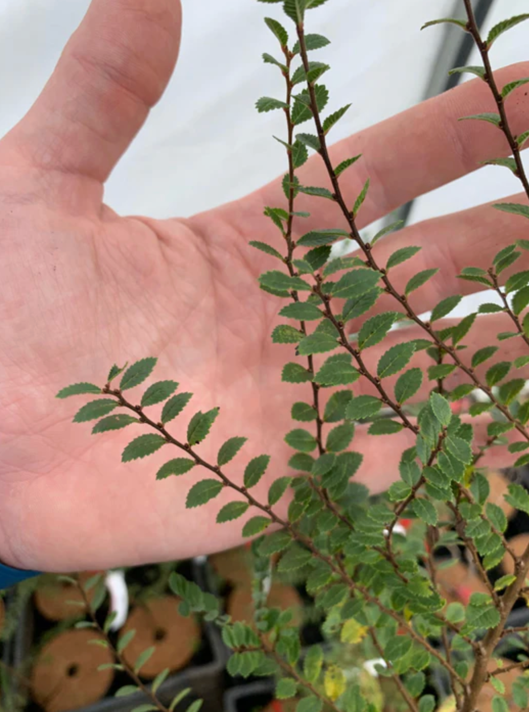 Ulmus parvifolia --Seiju Elm--