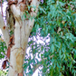 EUCALYPTUS 'Red' --Eucalyptus camaldulensis--