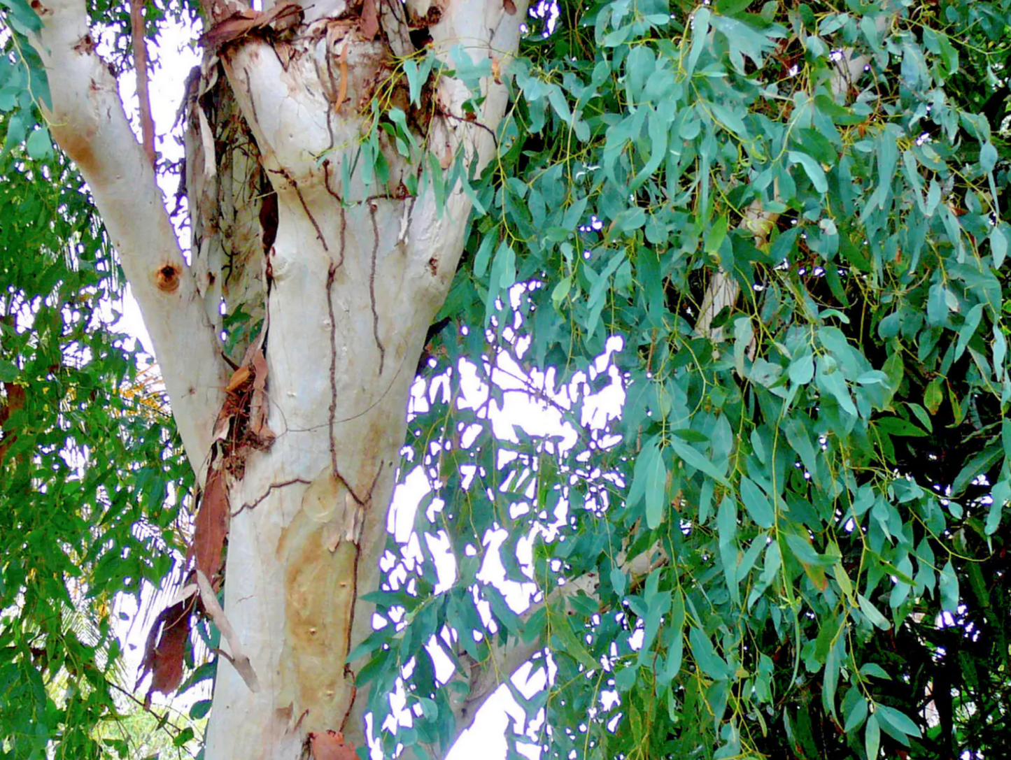 EUCALYPTUS 'Red' --Eucalyptus camaldulensis--