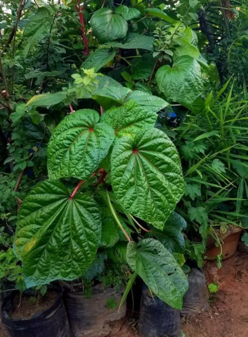 SALAD TREE --Abelmoschus manihot--