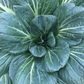 ASIAN GREENS 'Spooner Tat Soi'