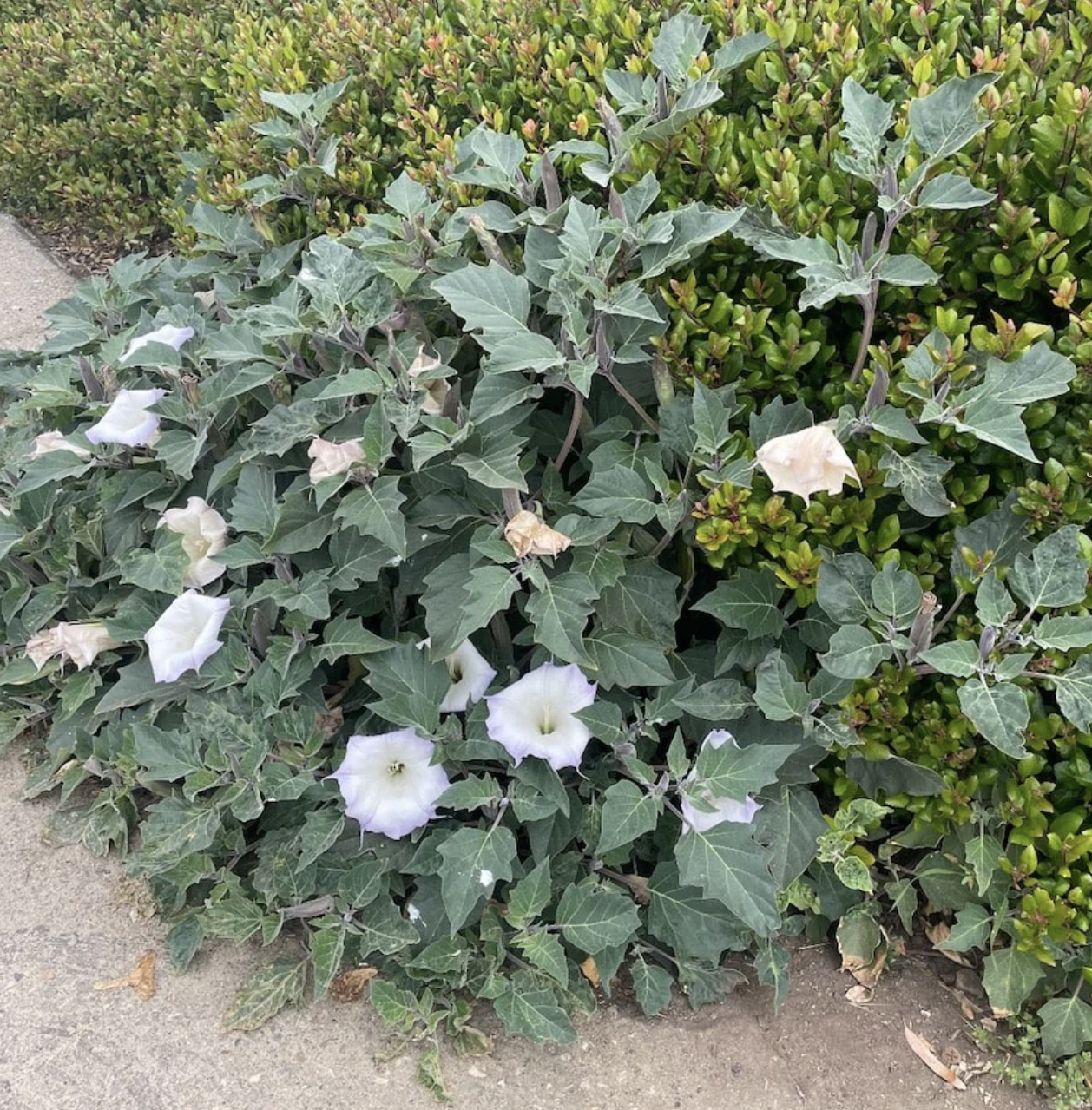 DEVIL'S TRUMPET 'Sacred Jimsonweed' --Datura wrightii--