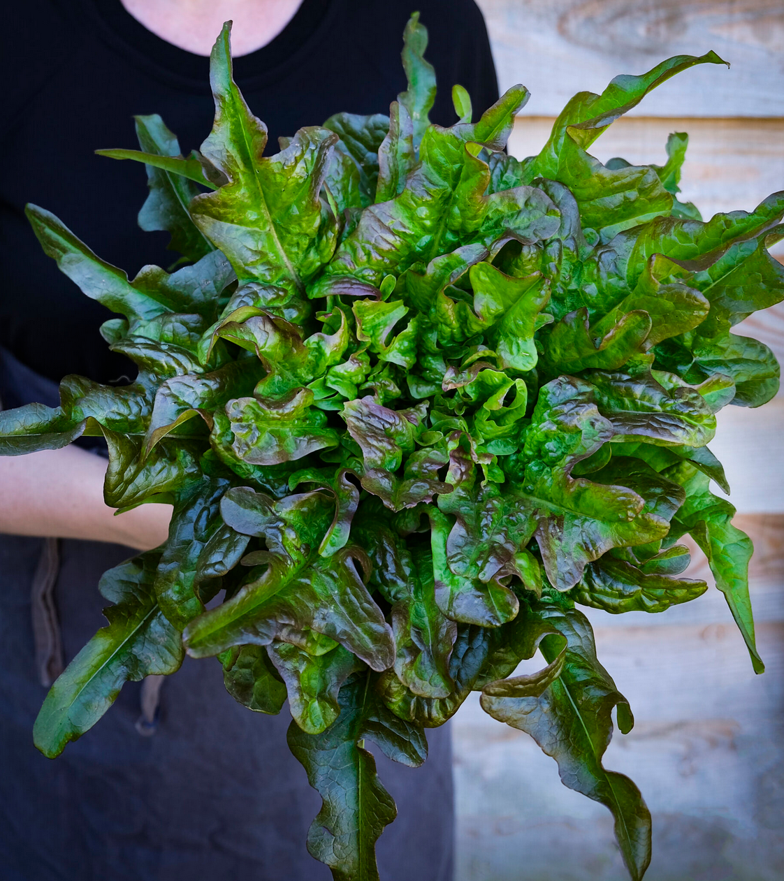 LETTUCE 'Bronze Beauty'