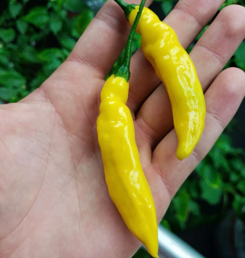 PEPPER 'Ají Gold' --Capsicum baccatum--