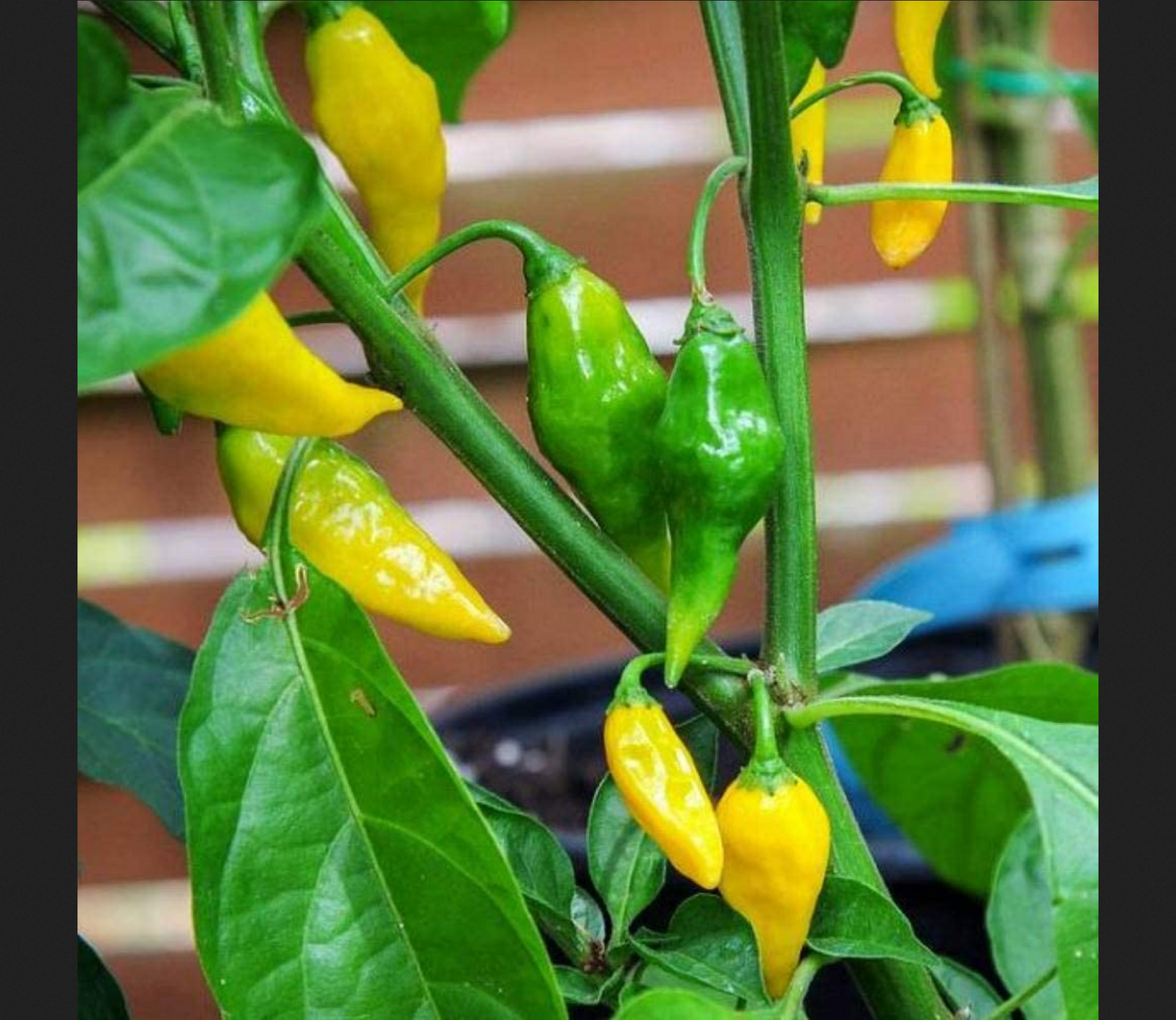 PEPPER 'Ají Gold' --Capsicum baccatum--