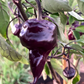 PEPPER 'Purple UFO'