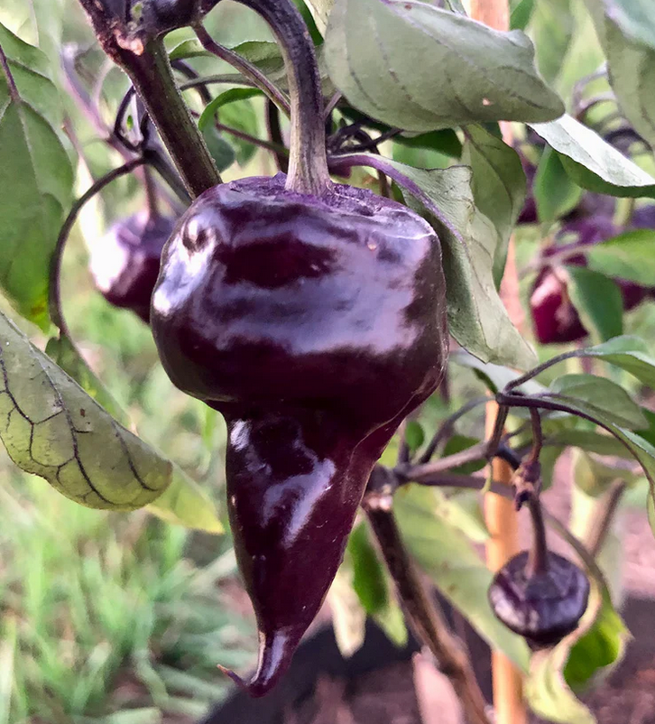 PEPPER 'Purple UFO'