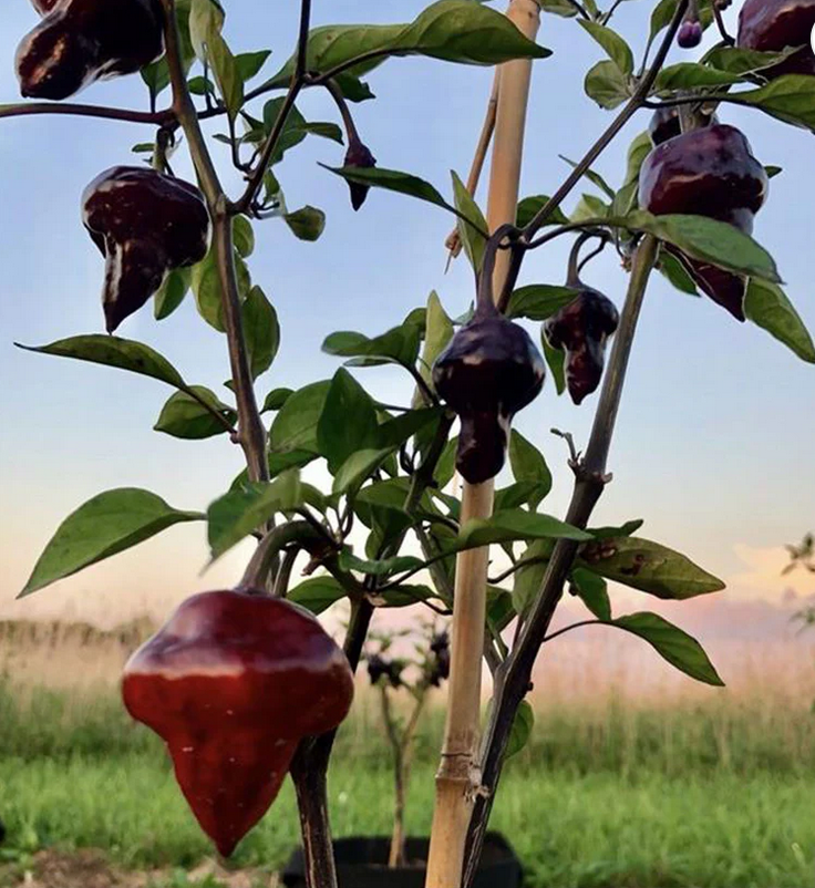 PEPPER 'Purple UFO'