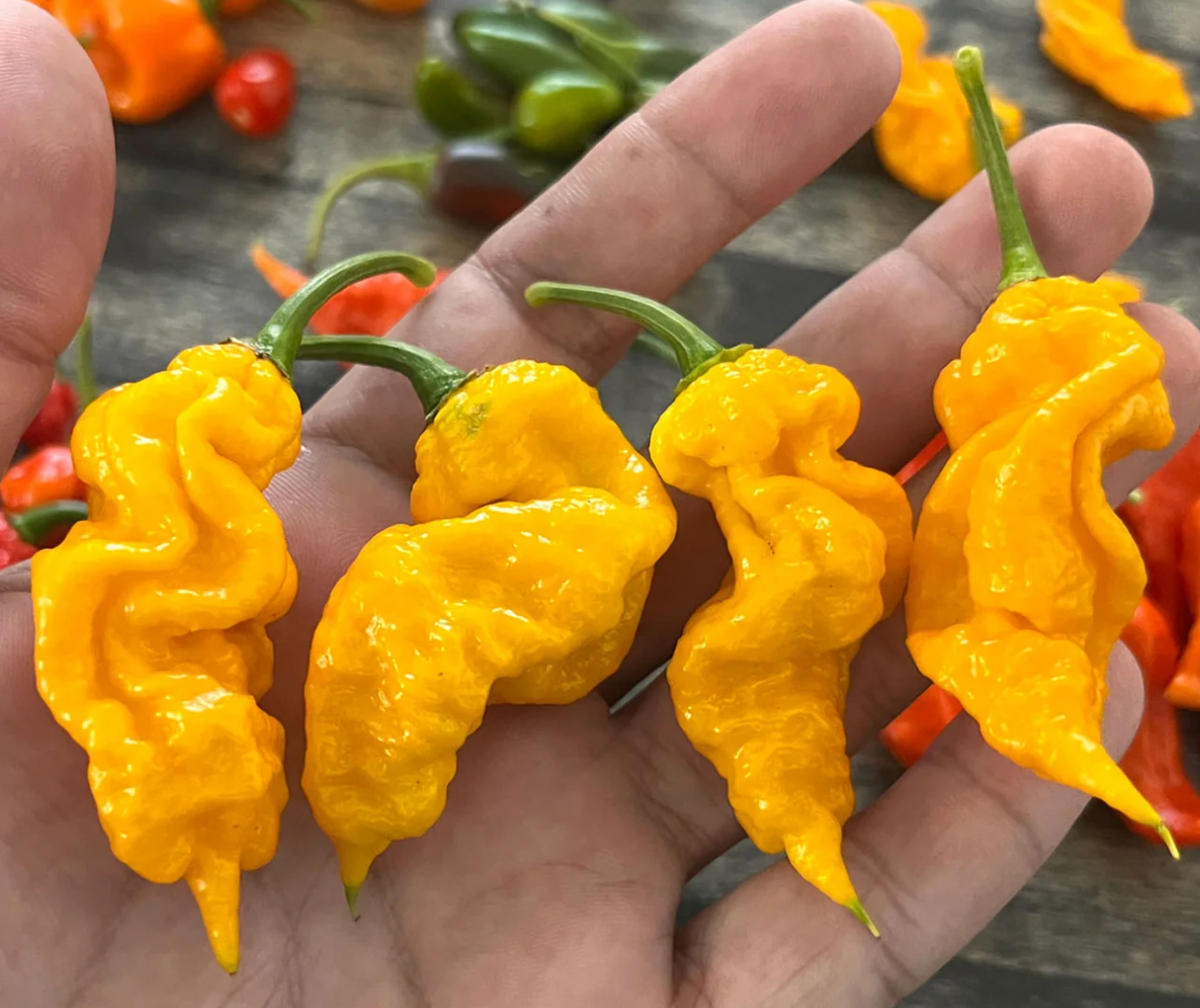 PEPPER 'T-Rex Yellow'