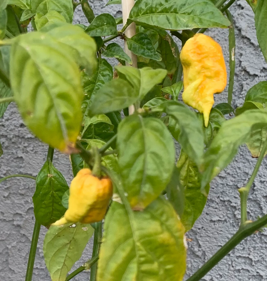 PEPPER 'T-Rex Yellow'