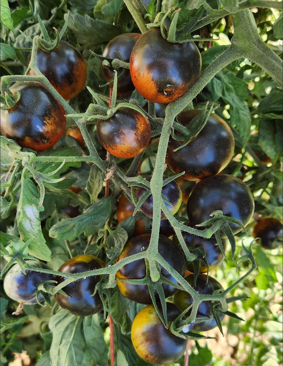 TOMATO 'Copper Olive'