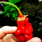 PEPPER 'Bhutlah Bubblegum 7 Pot Red'