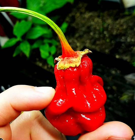 PEPPER 'Bhutlah Bubblegum 7 Pot Red'