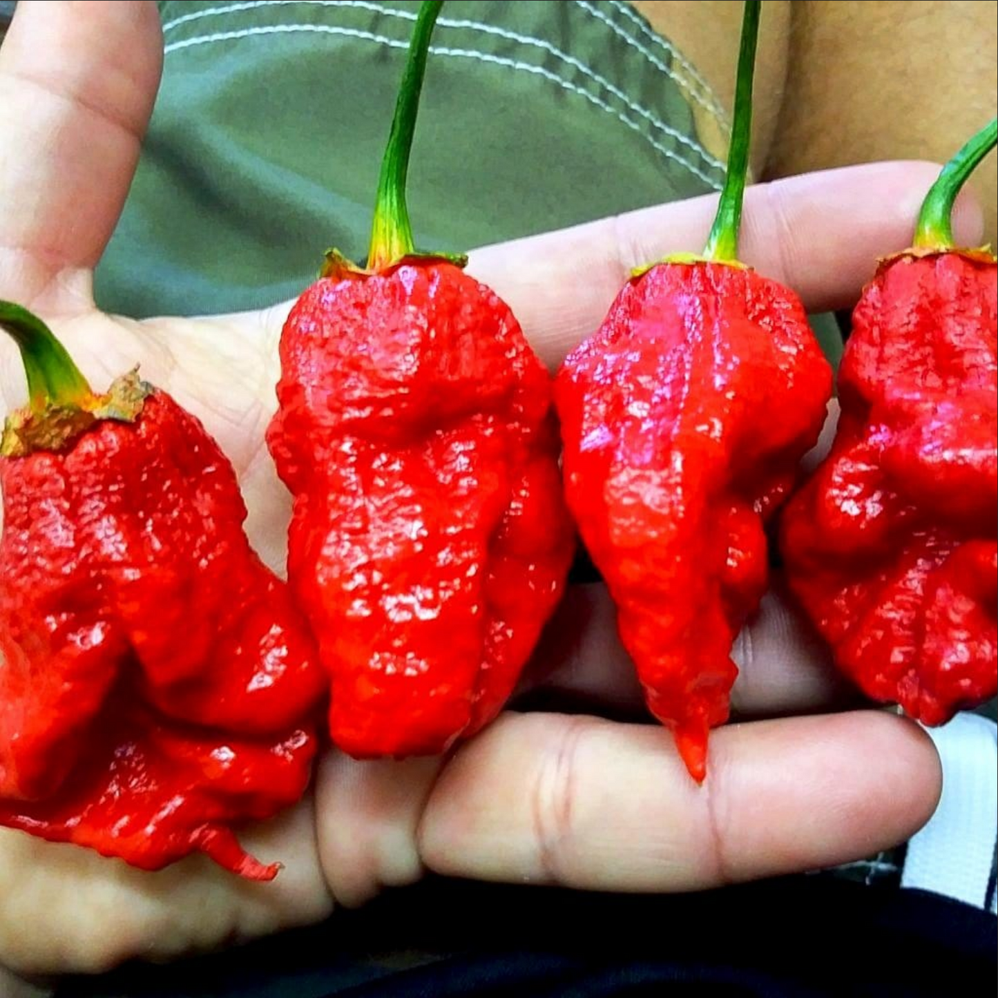 PEPPER 'Bhutlah Bubblegum 7 Pot Red'