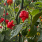 PEPPER 'Dragon's Breath'