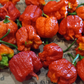 PEPPER 'Dragon's Breath'