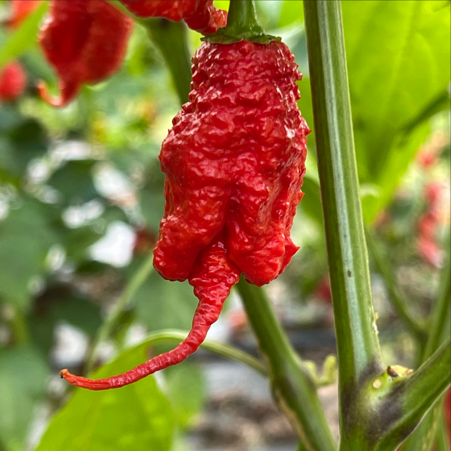 PEPPER 'Primotalii Red'