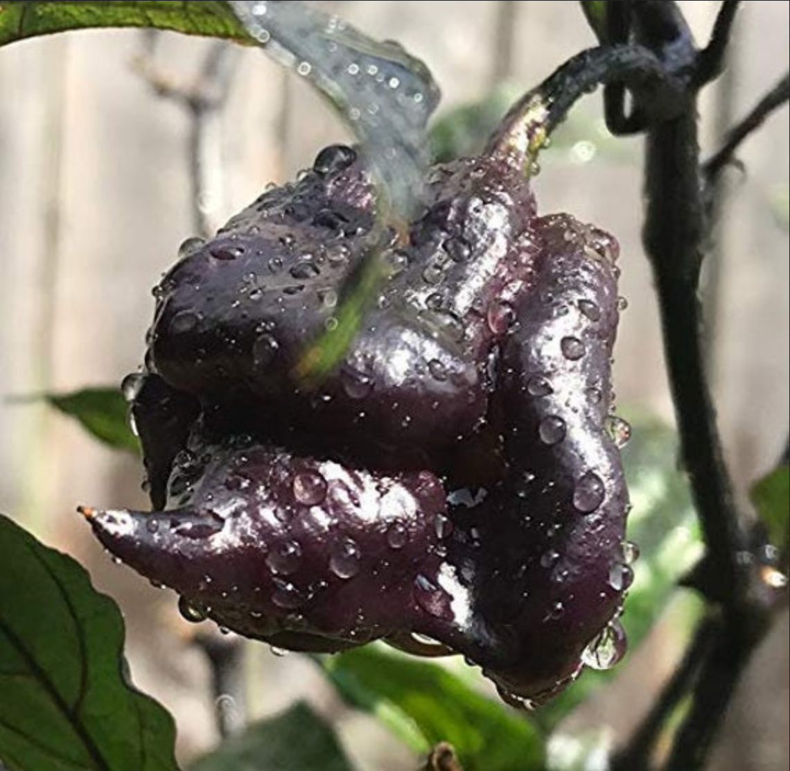 PEPPER 'Purple Reaper'