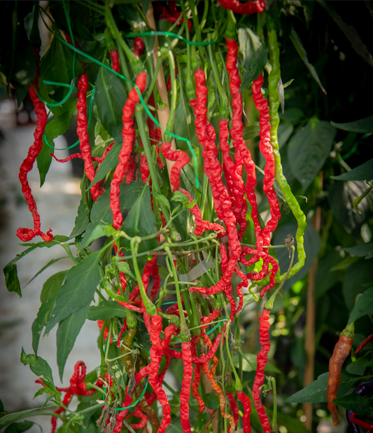 PEPPER 'Thunder Mountain Longhorn'