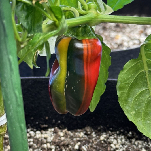 PEPPER 'Candy Cane Bell'